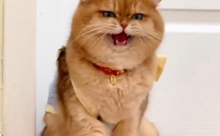 国产深夜男女无套内射